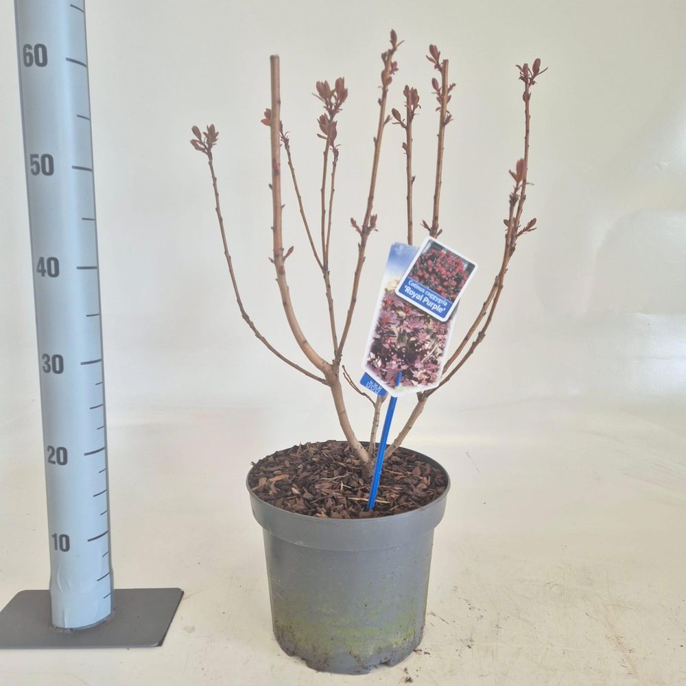 Cotinus cog. 'Royal Purple'.