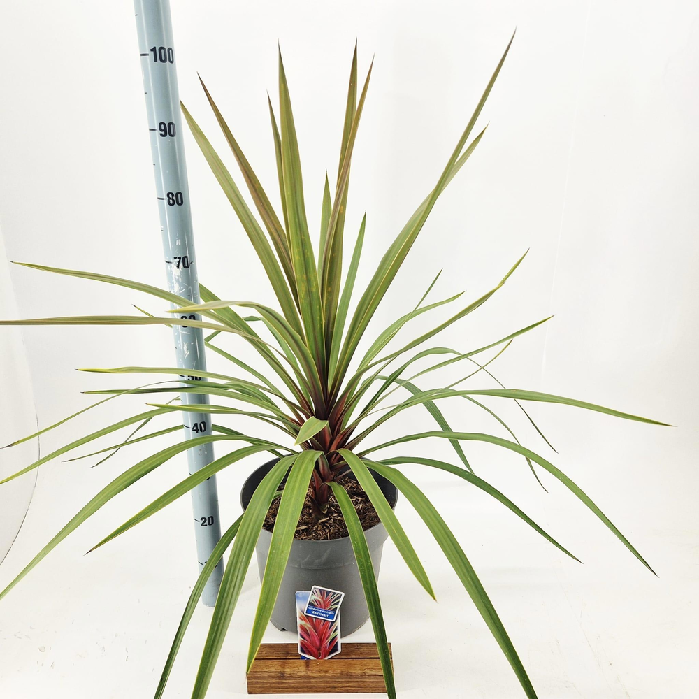 Cordyline australis 'Red Heart'.
