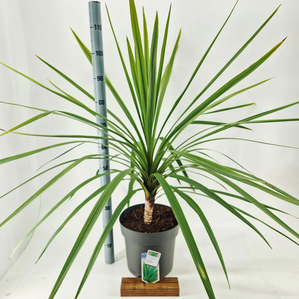 Cordyline australis 'Peko'.