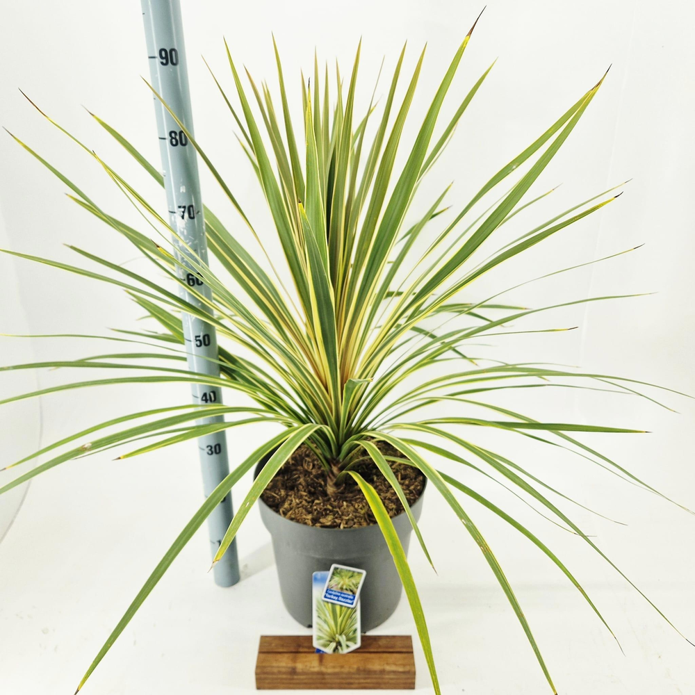 Cordyline australis 'Torbay Dazzler'.