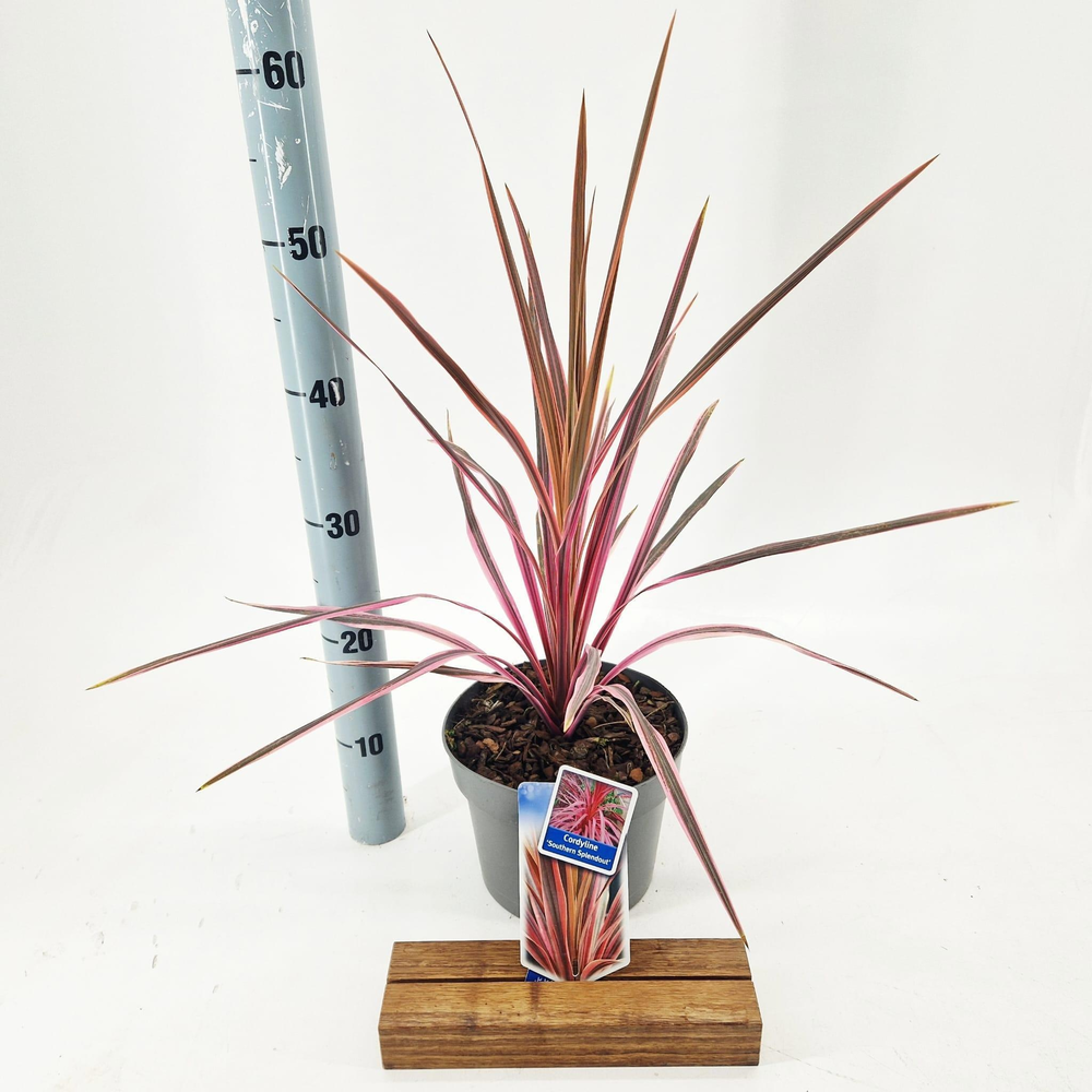 Cordyline australis 'Pink Southern Splendour'.