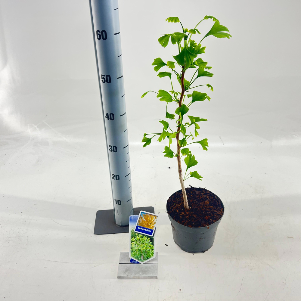 Ginkgo biloba.