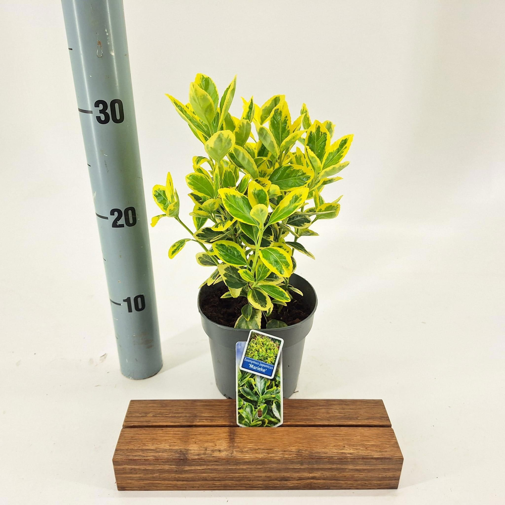 Euonymus jap. 'Marieke'.