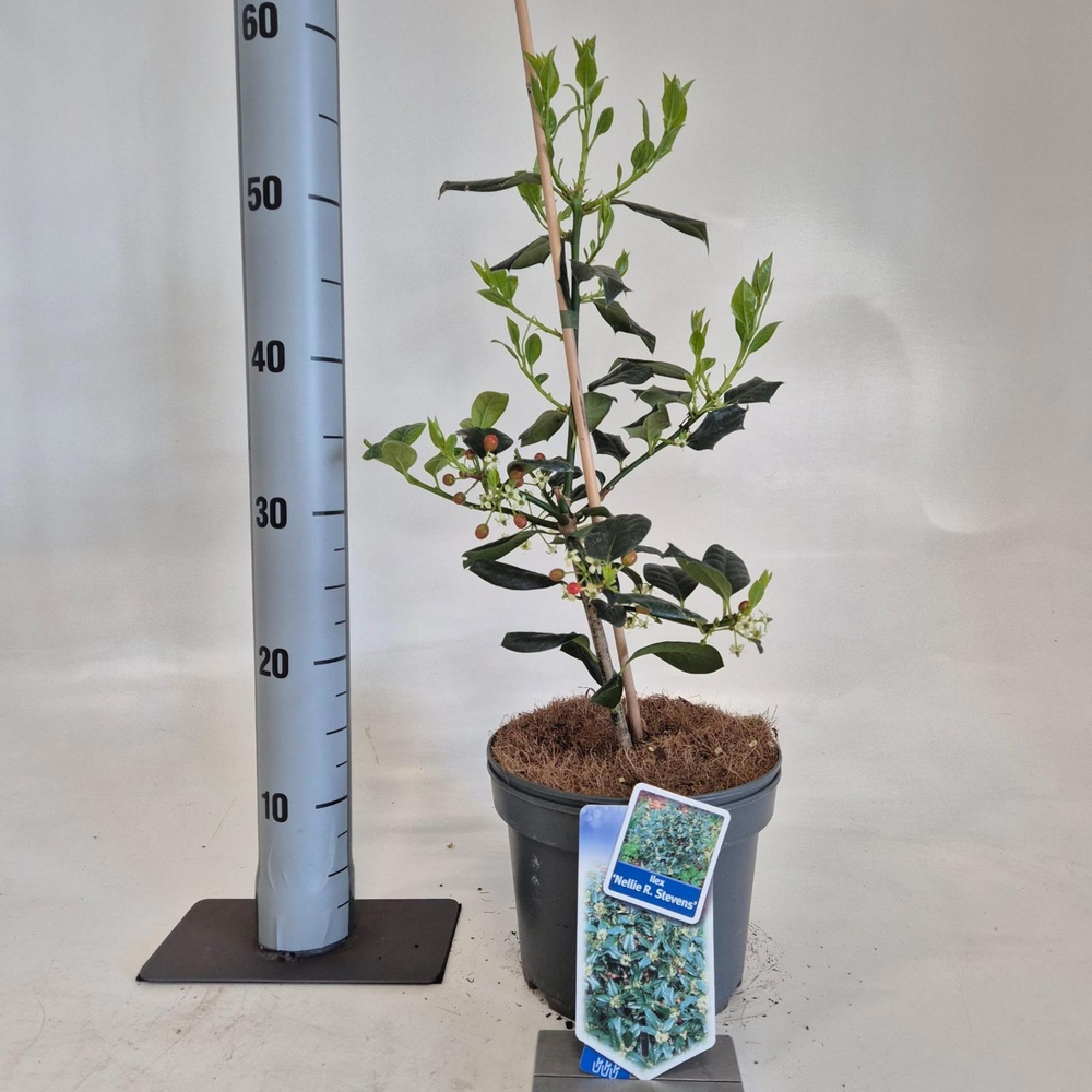 Ilex 'Nellie R. Stevens'.