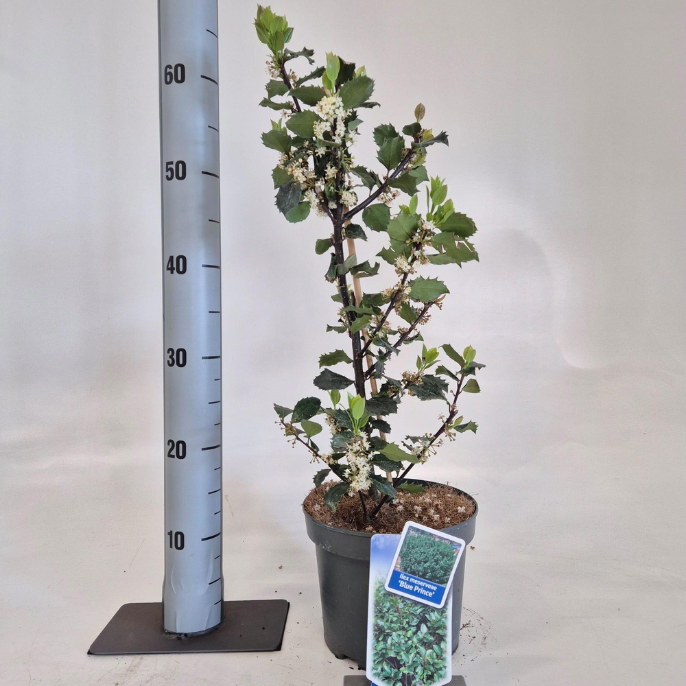 Ilex meserveae 'Blue Prince'.