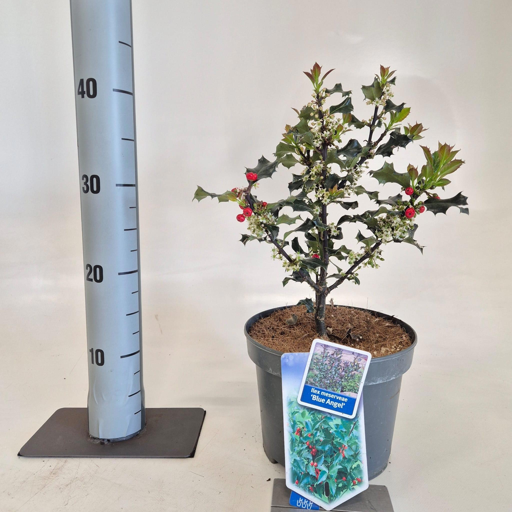 Ilex meserveae 'Blue Angel'.