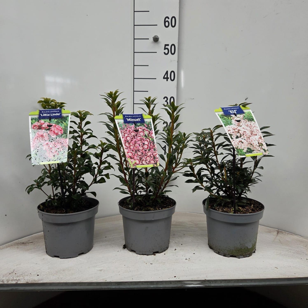 Kalmia latifolia mix (minimum order one layer).