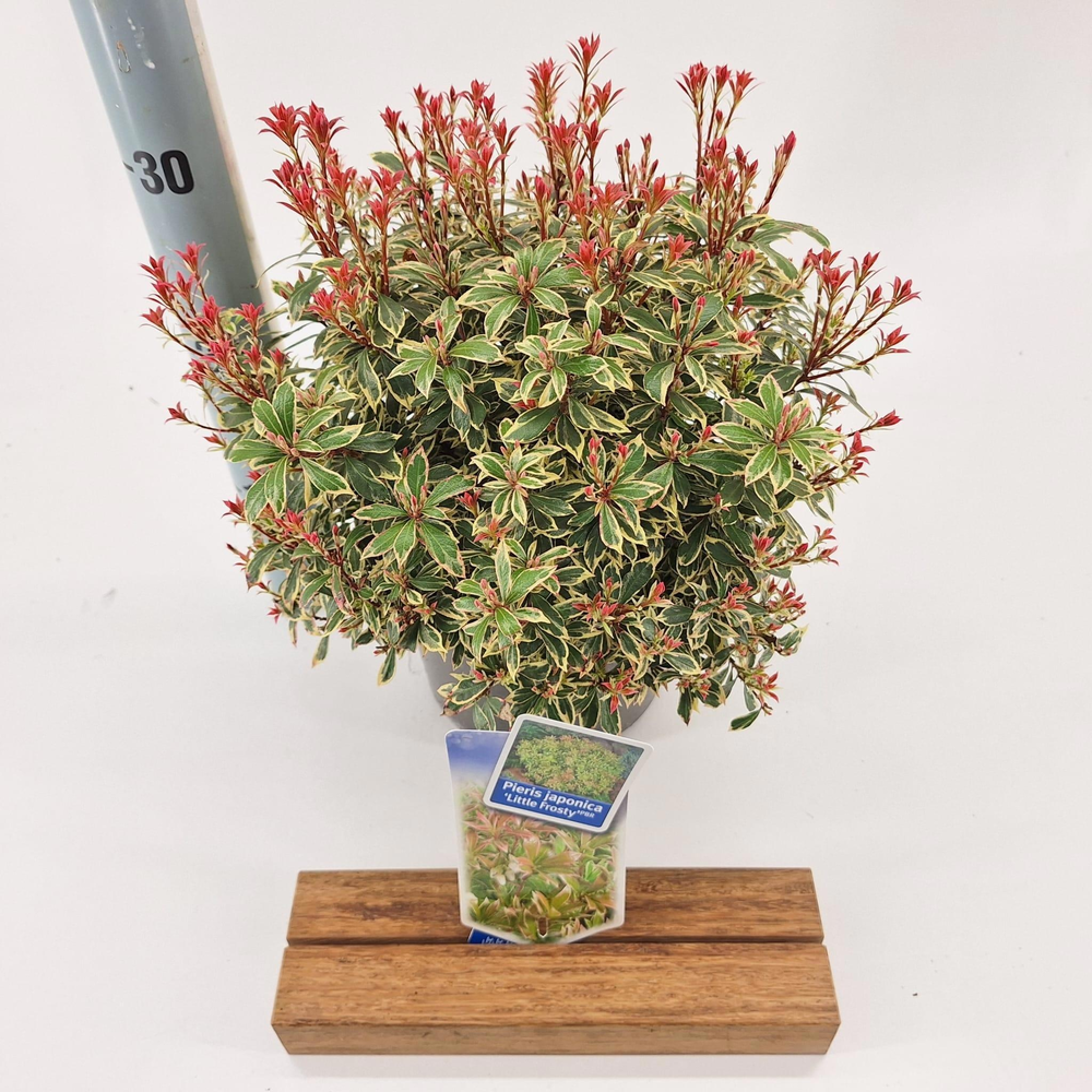 Pieris jap. ‘Little Frosty’ PBR.