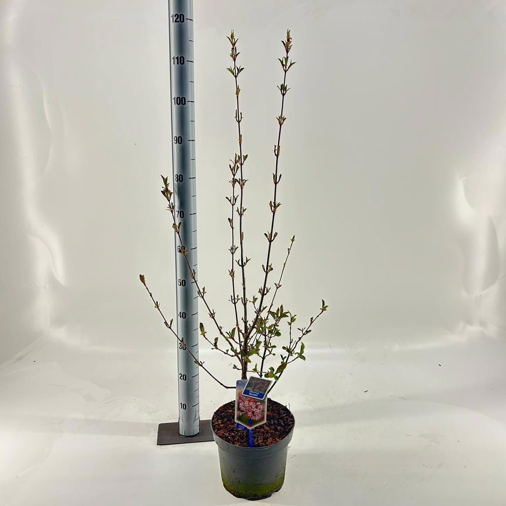 Viburnum farreri.