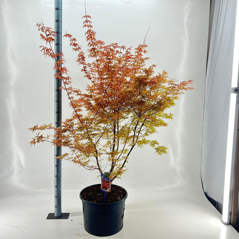 Acer pal. 'Katsura'.