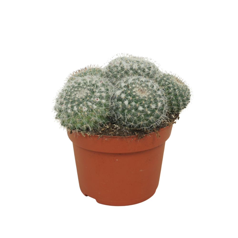 Mammillaria hahniana groep 10,5 cm.