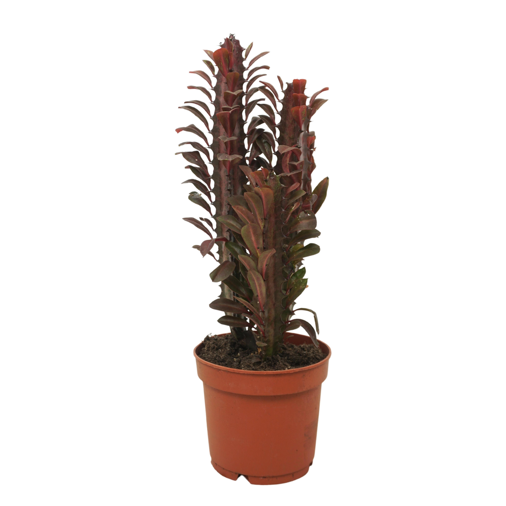 Euphorbia trigona 'Rubra' 12 cm.