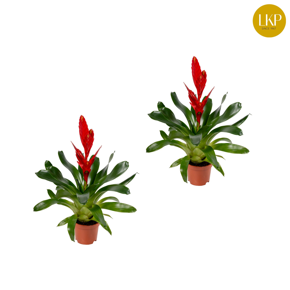 Vriesea Twinkle Rood (Zonder Hoes).