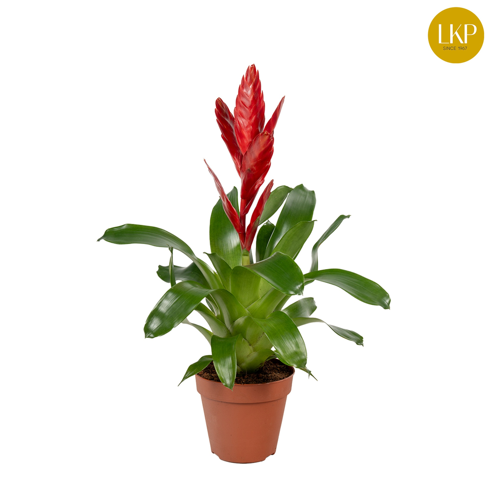 Vriesea Twinkle Rood (Met Hoes).