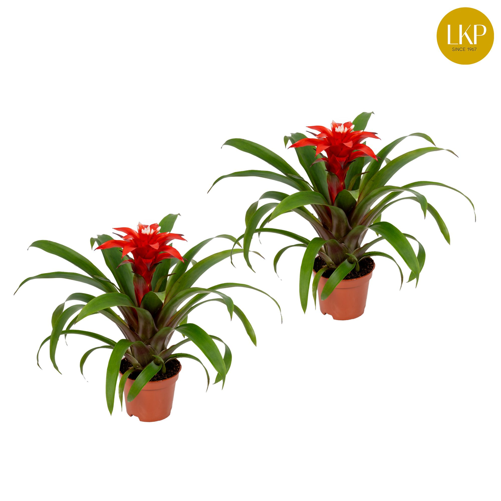 Guzmania Confetti Rood (Zonder Hoes).