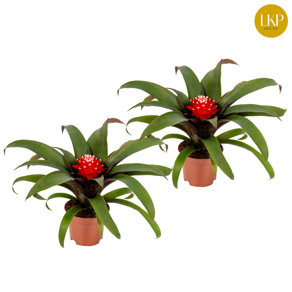 Guzmania Priscilla Rood (Zonder Hoes).