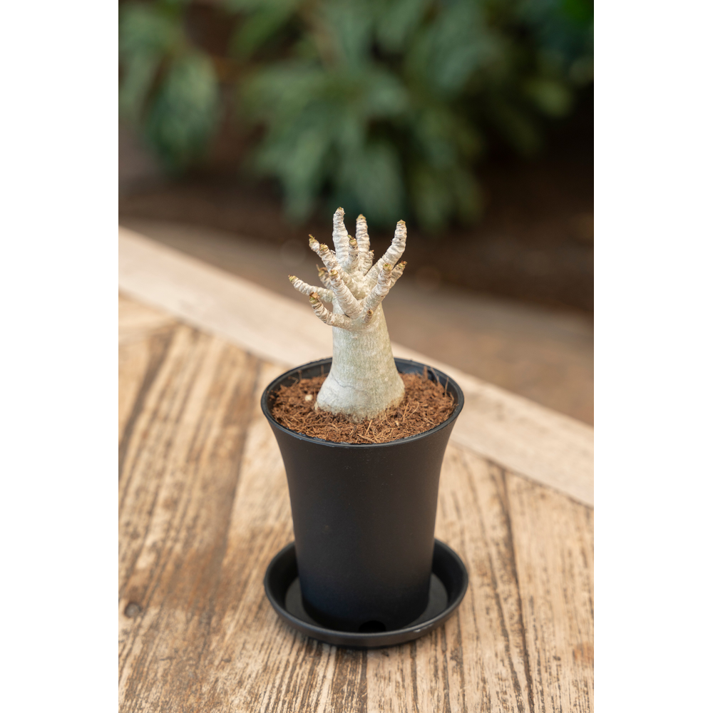 Adenium "Ansu" Baobab in sierpot.