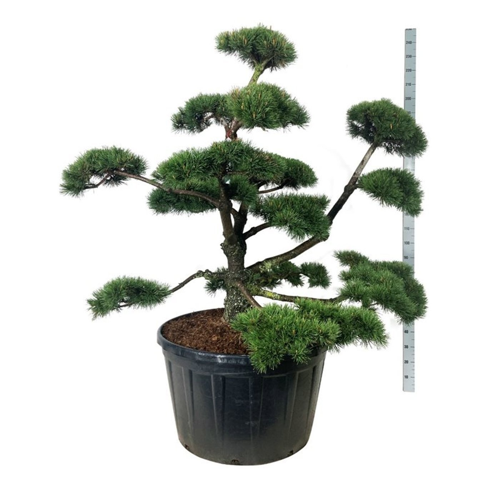 Pinus mugo.