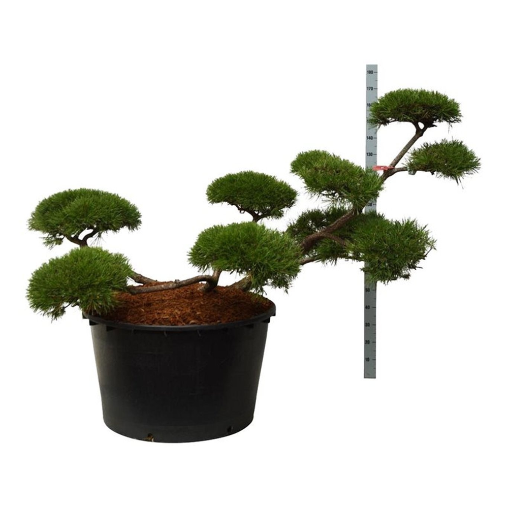 Pinus mugo.