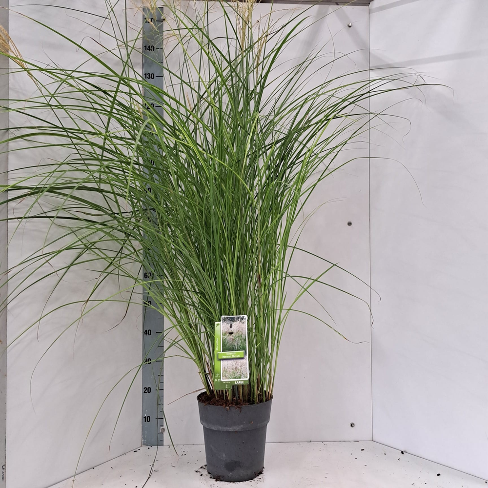 Miscanthus sin. 'Herman Mussel'.
