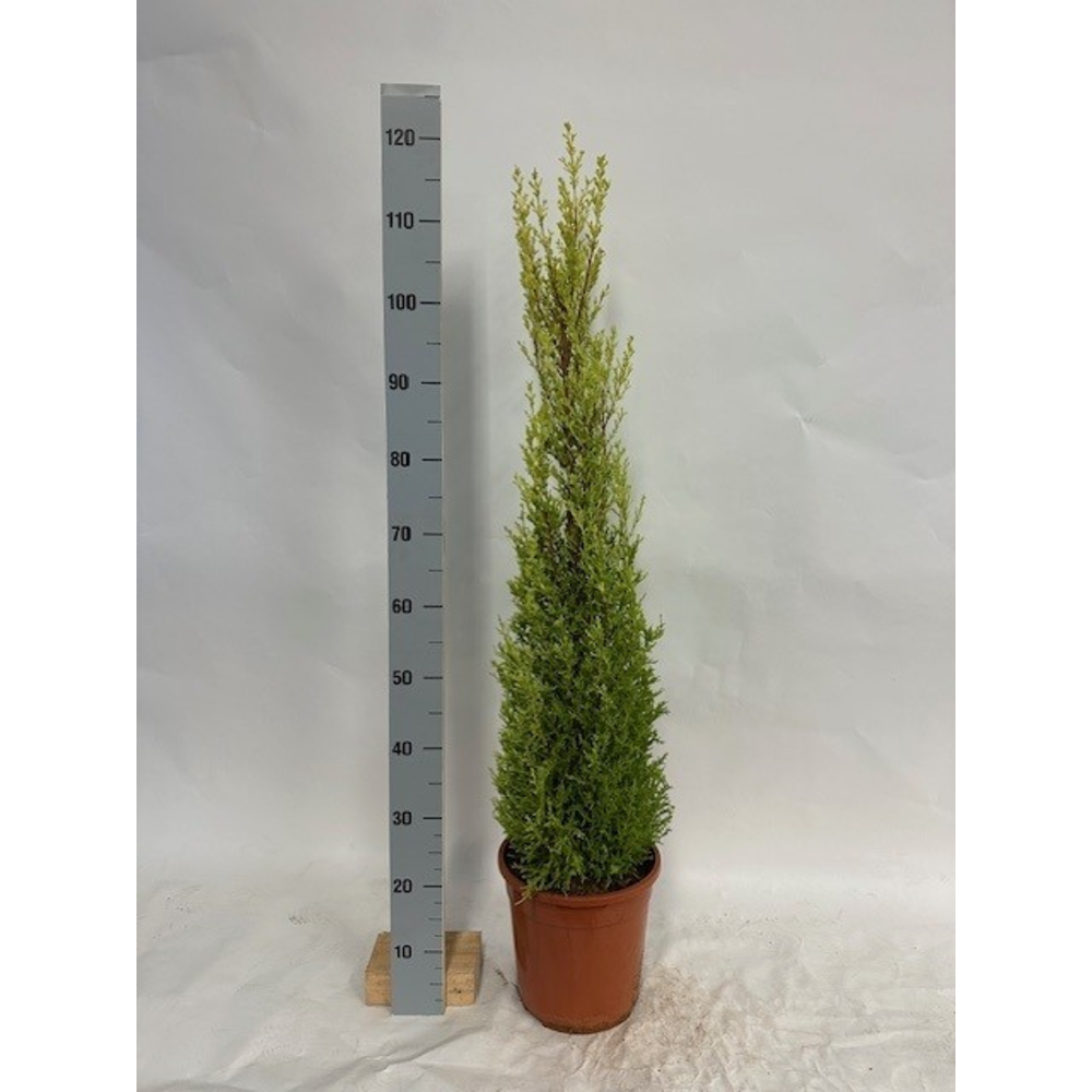 Cupressus Goldcrest Wilma 24 cm.