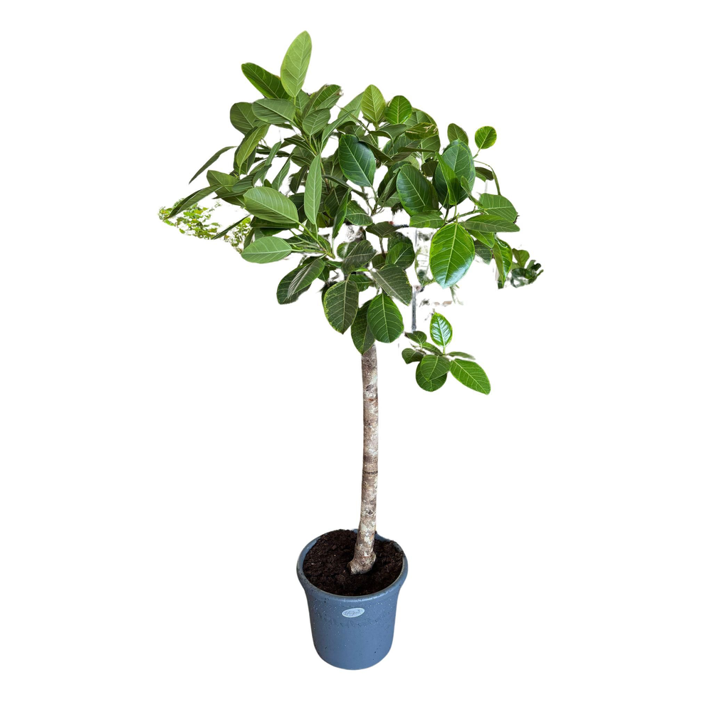 Ficus Benghalensis Altissima Rechte stam p48.