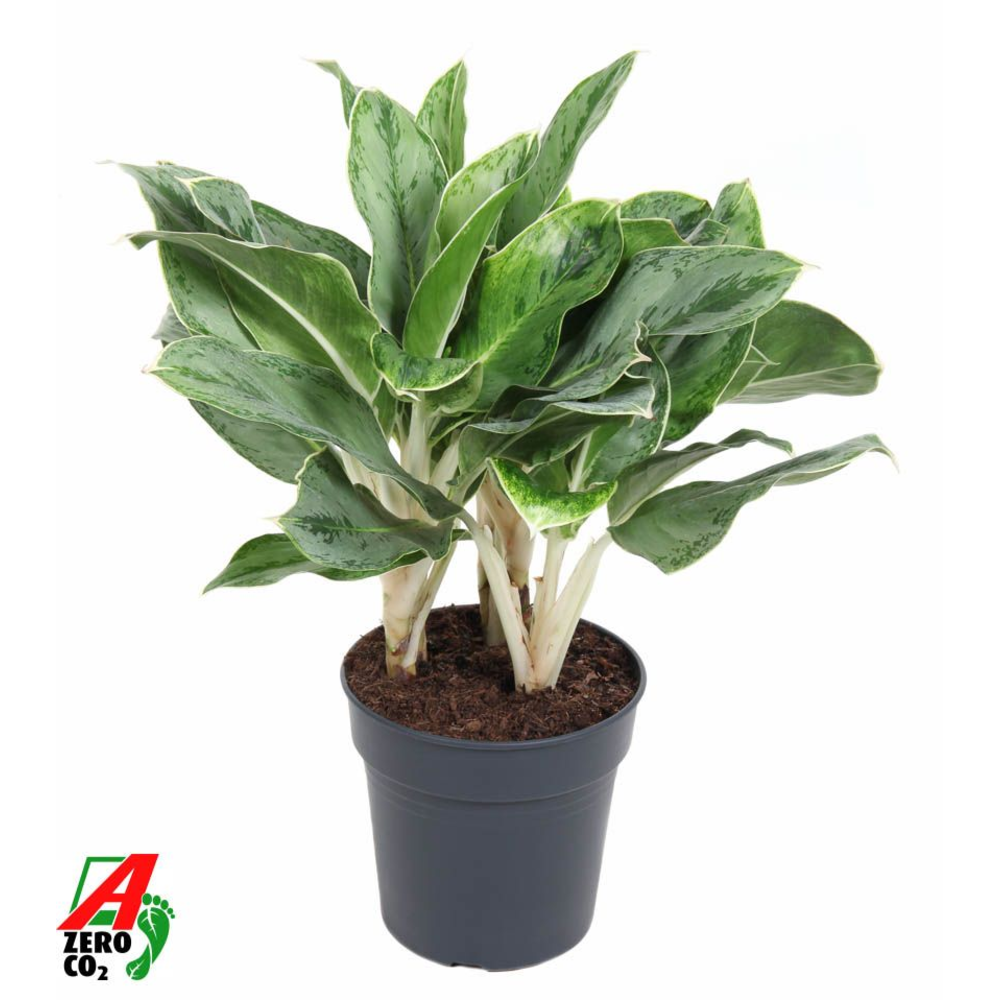 Aglaonema Horizon.