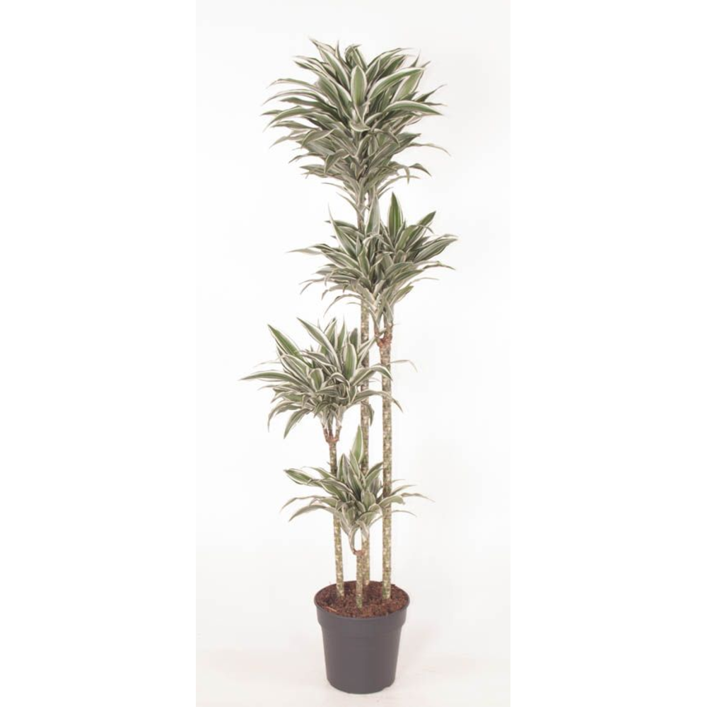 Dracaena White Jewel 120-90-60-30.
