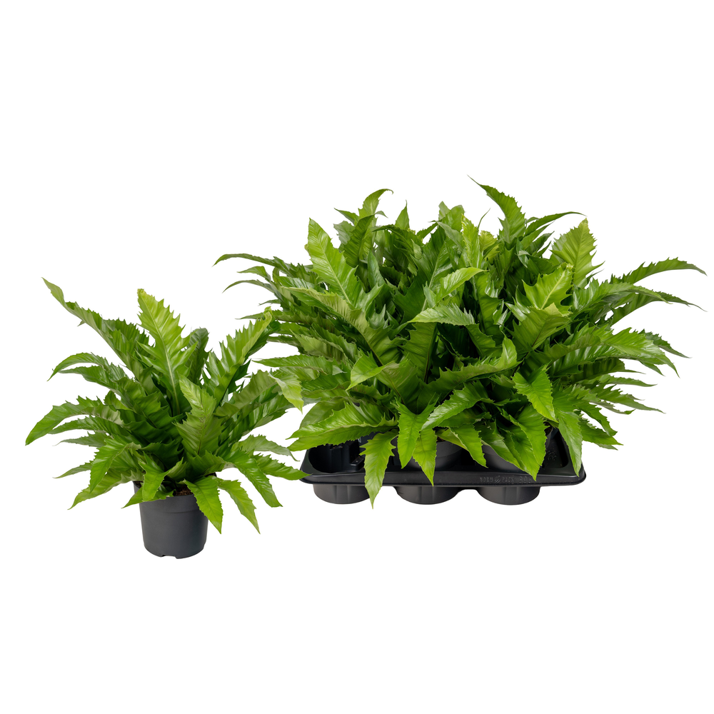 Asplenium Gioia.