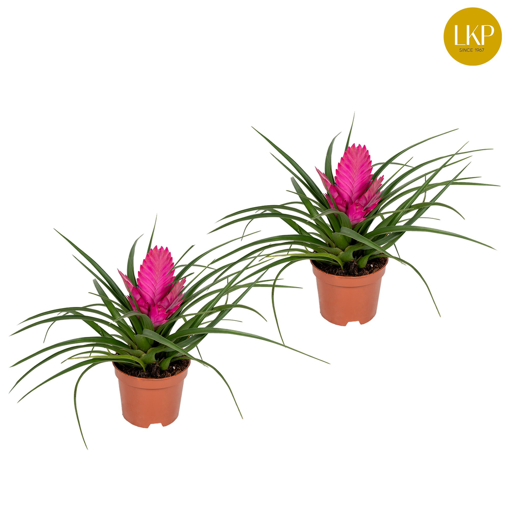 Tillandsia Josee Roze (Zonder Hoes).