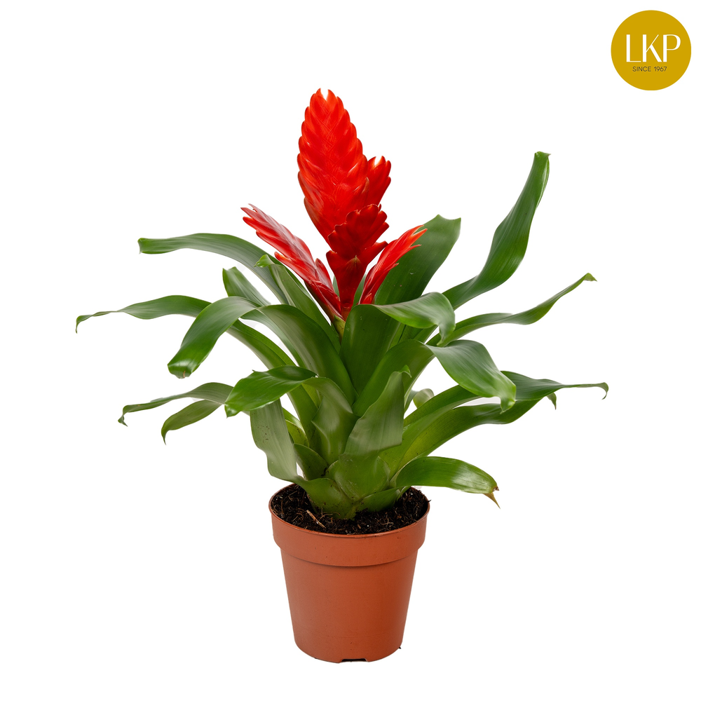 Vriesea Kallisto Rood (Met Hoes).