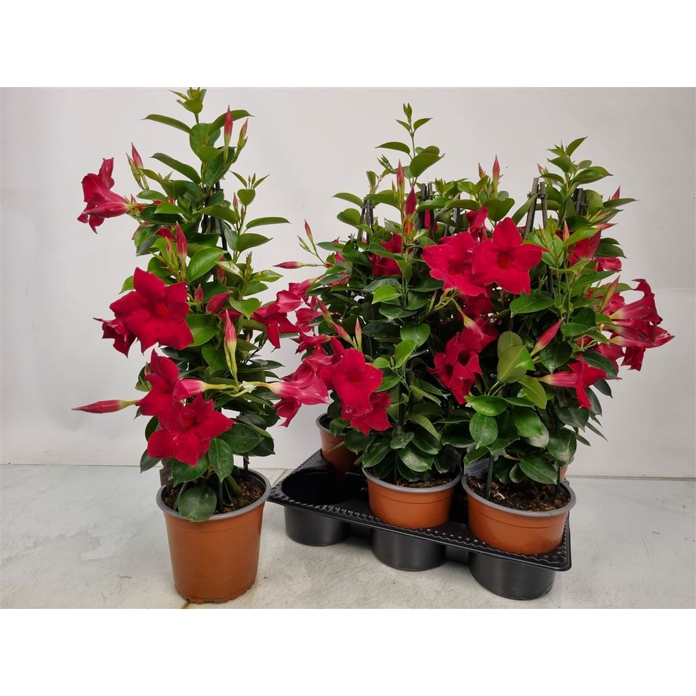 Mandevilla Sundaville Red Pyramid - 1154.