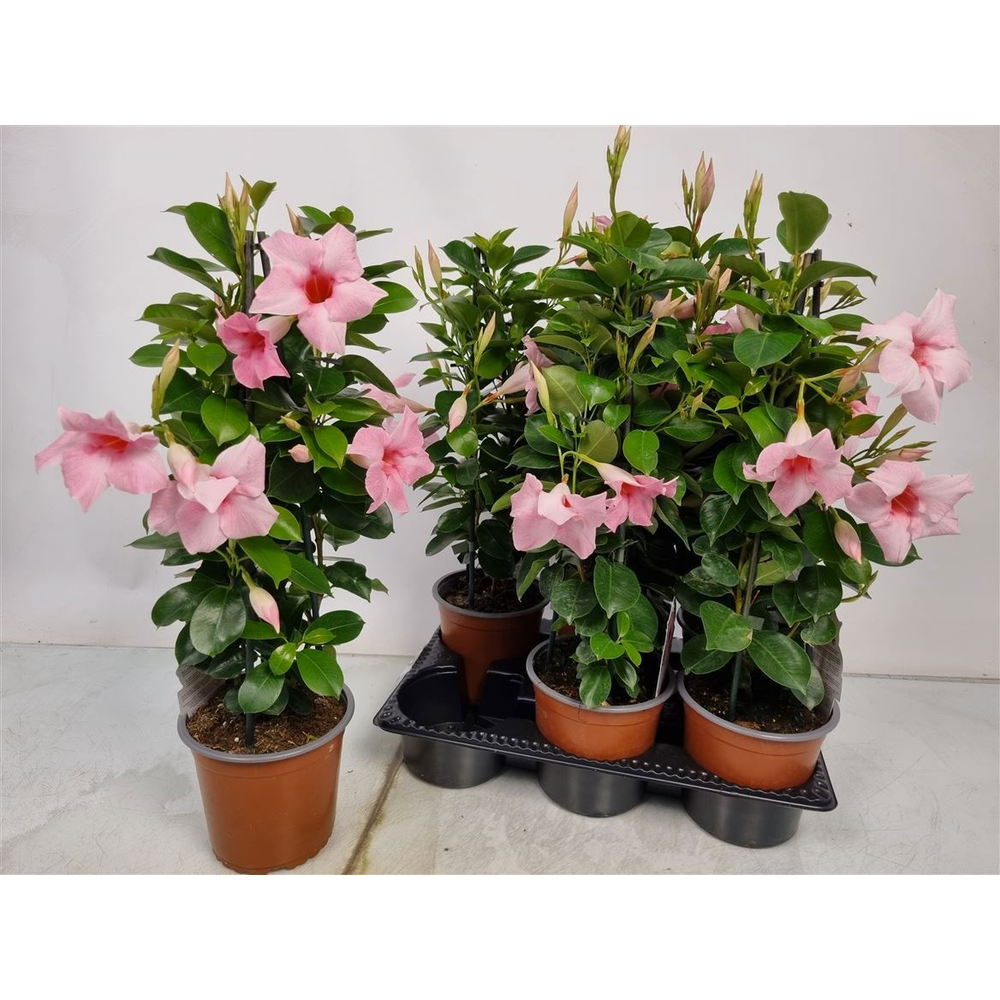 Mandevilla Sundaville Pink Pyramid.