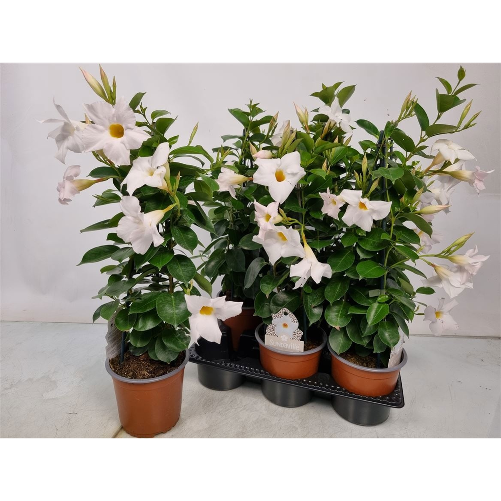Mandevilla Sundaville White Pyramid.