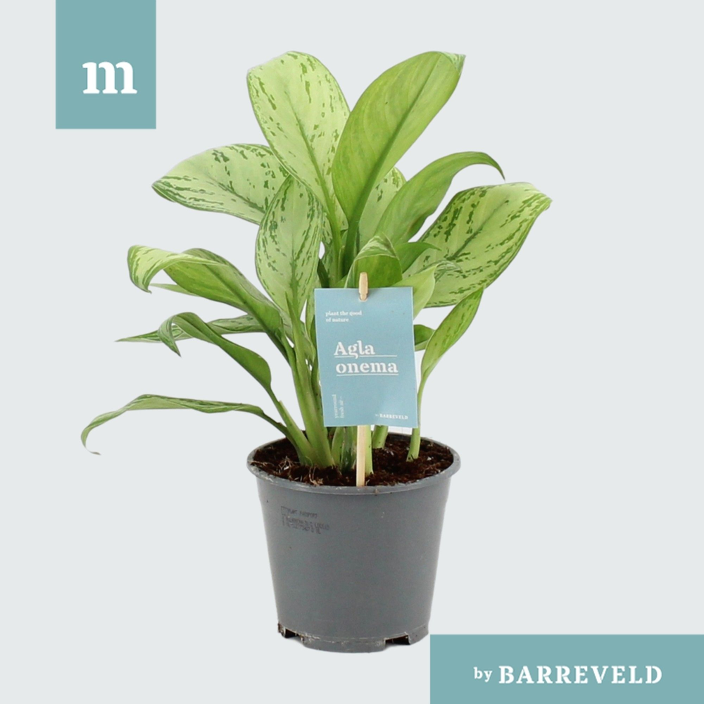 Green Agla 'Maria Christina' (Aglaonema).