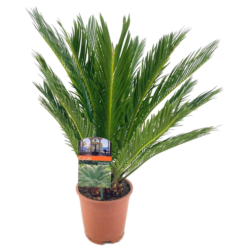 Cycas revoluta.