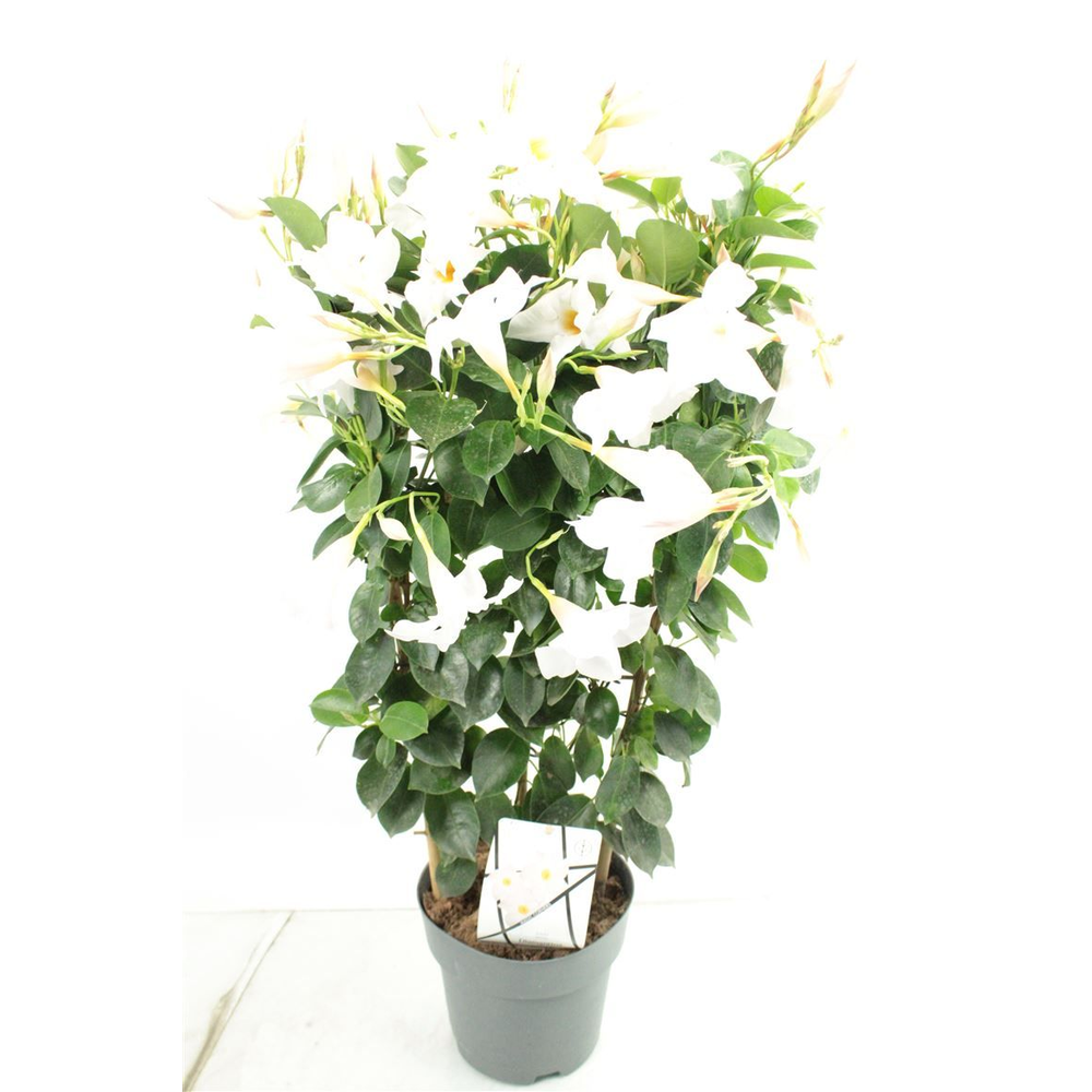 Mandev Diamant Jw Trellis - 1153.