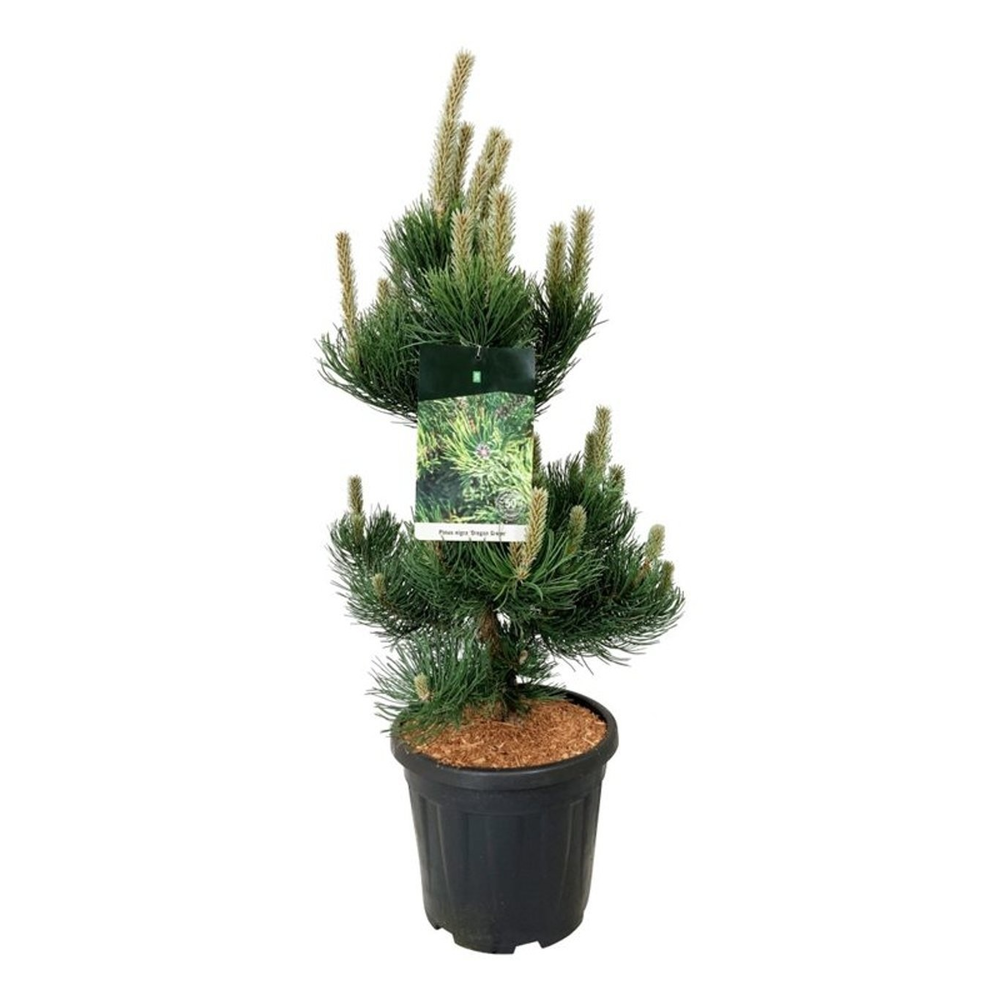 Pinus nigra 'Oregon Green'.