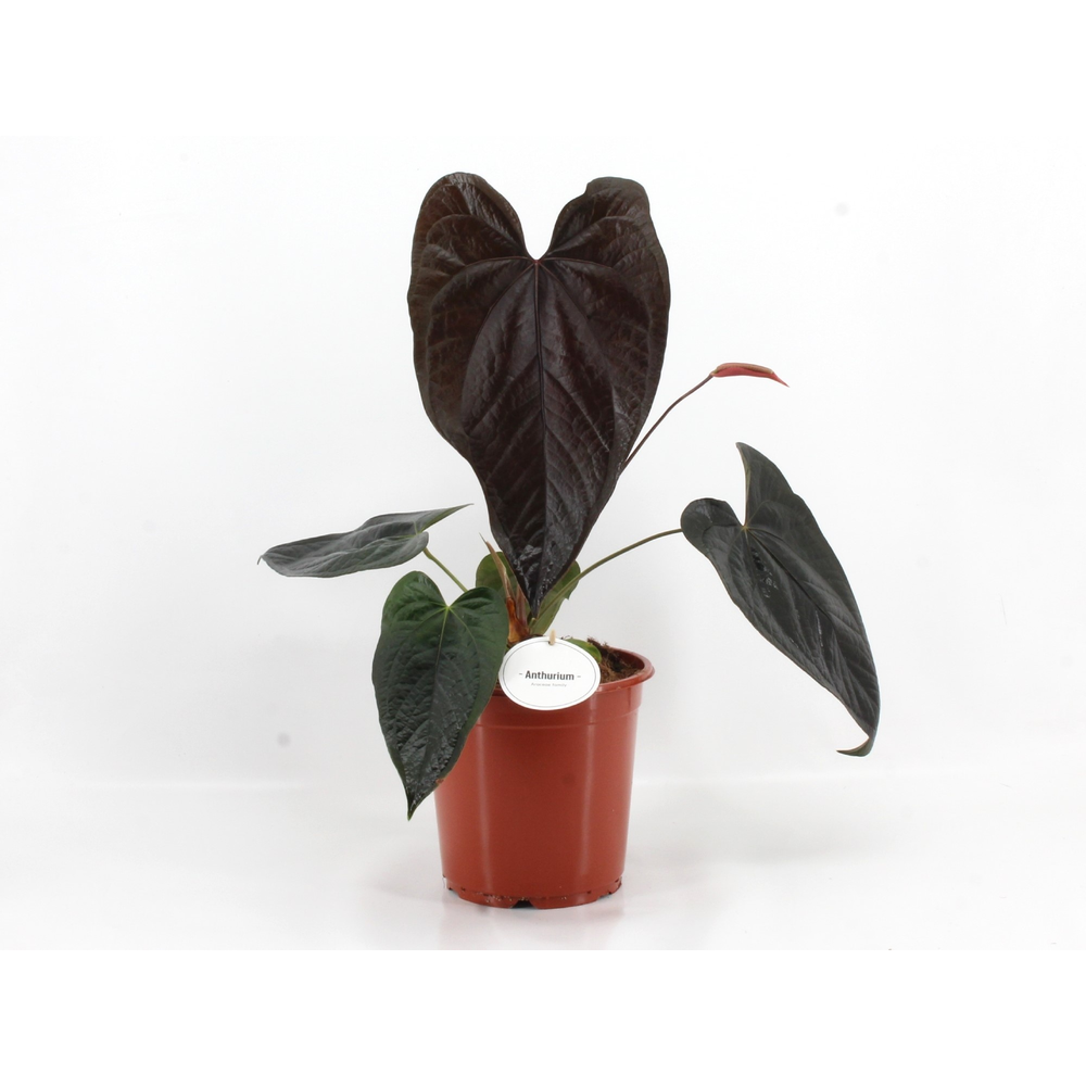 Anthurium Queen of Hearts.