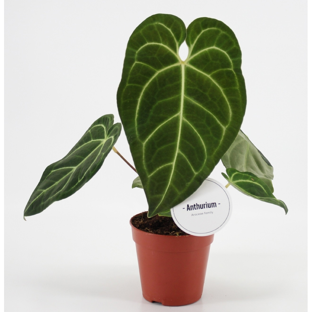Anthurium Regale.