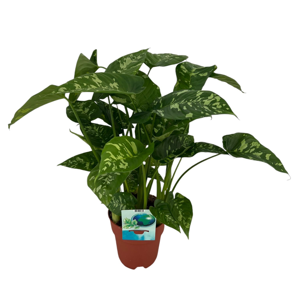 Homalomena Candid (Peat Free / Veenvrij).