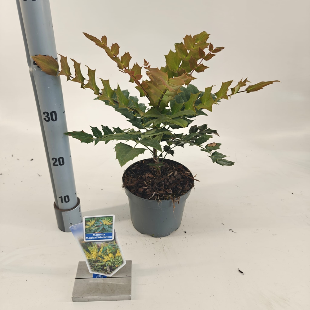 Mahonia 'Magical Winterfern'.