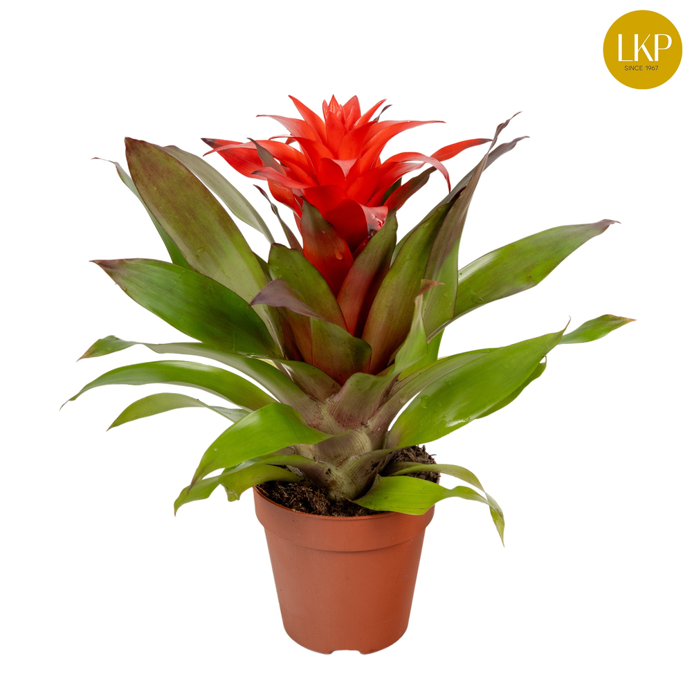 Guzmania Lorena Rood (Zonder Hoes).