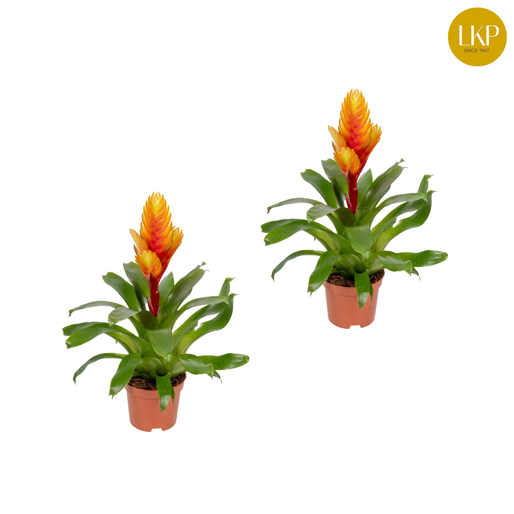 Vriesea Eldorado Geel (Zonder Hoes).