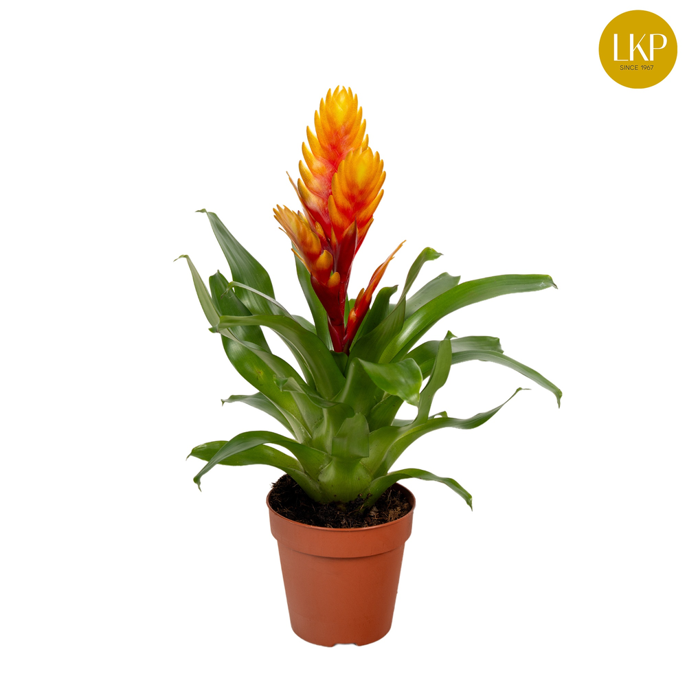 Vriesea Eldorado Geel (Met Hoes).