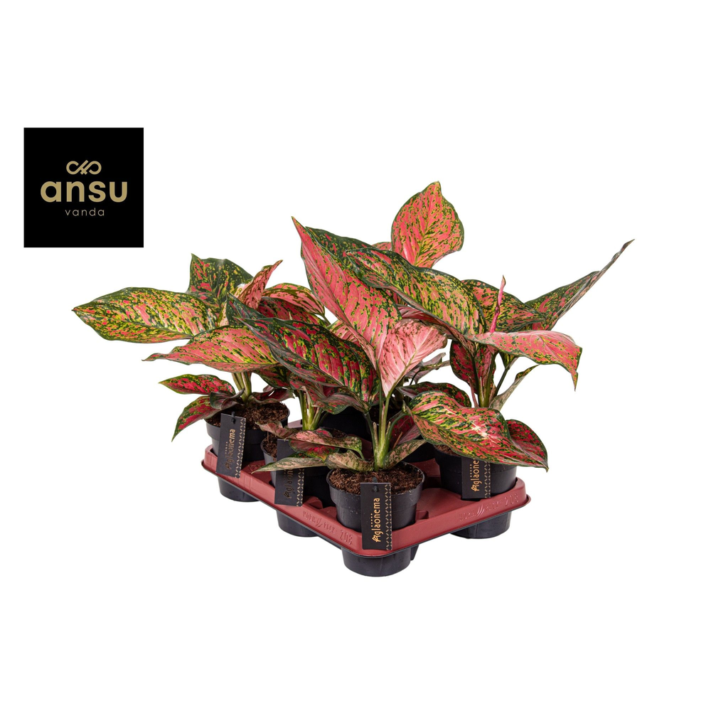 Aglaonema Coral Red.