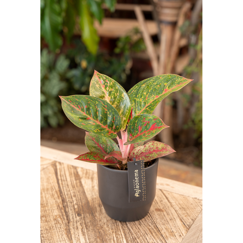 Aglaonema Red Sprinkles.
