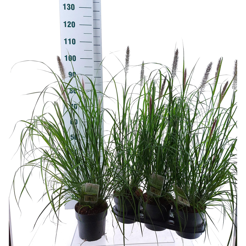 Pennisetum alopecuroides 'Red Head'.