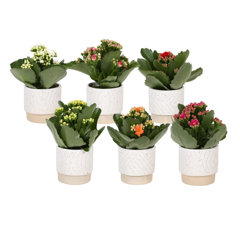Kp-880.1 - Kalanchoe Rosalina 7cm in cilinderpot o.