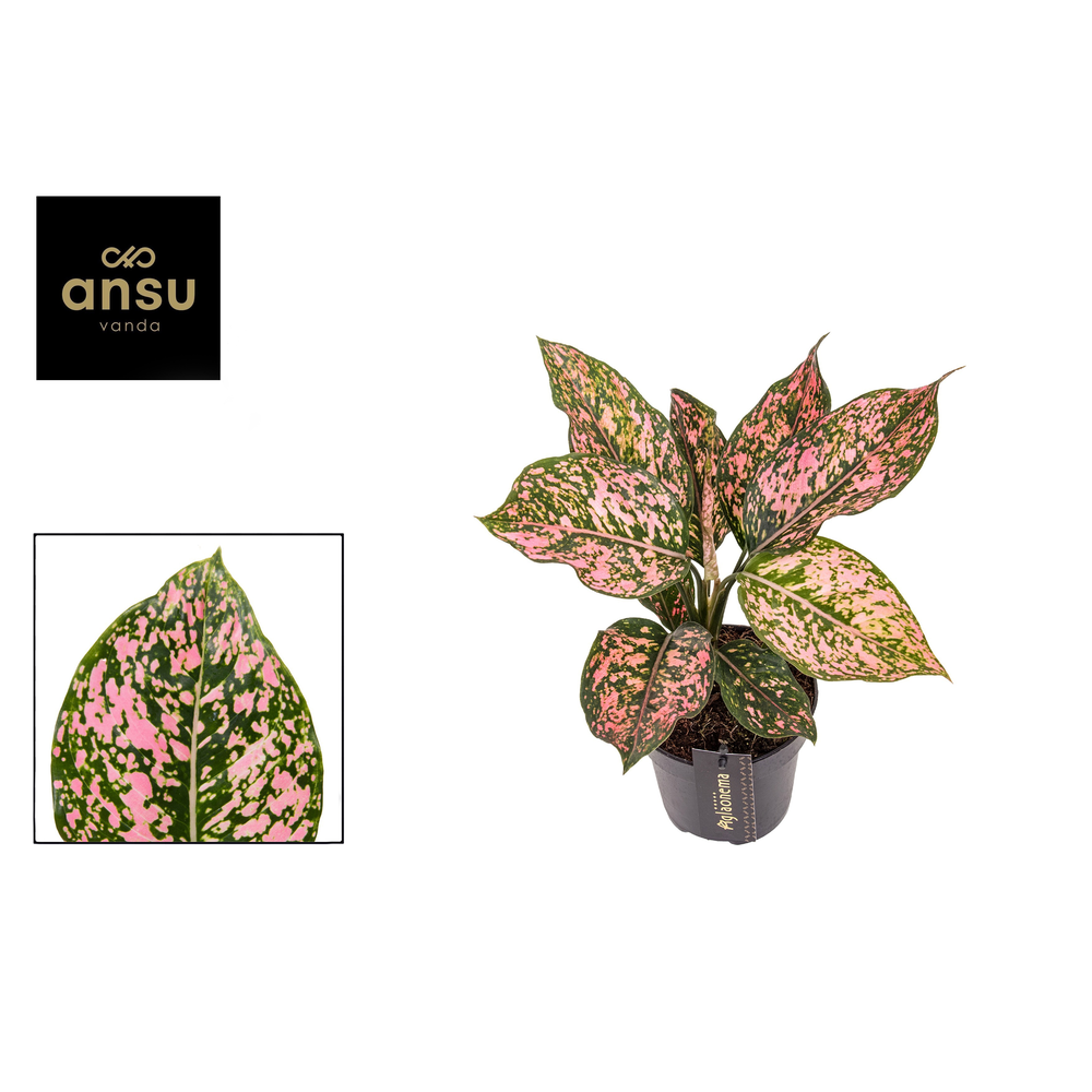 Aglaonema Pink Leopard.